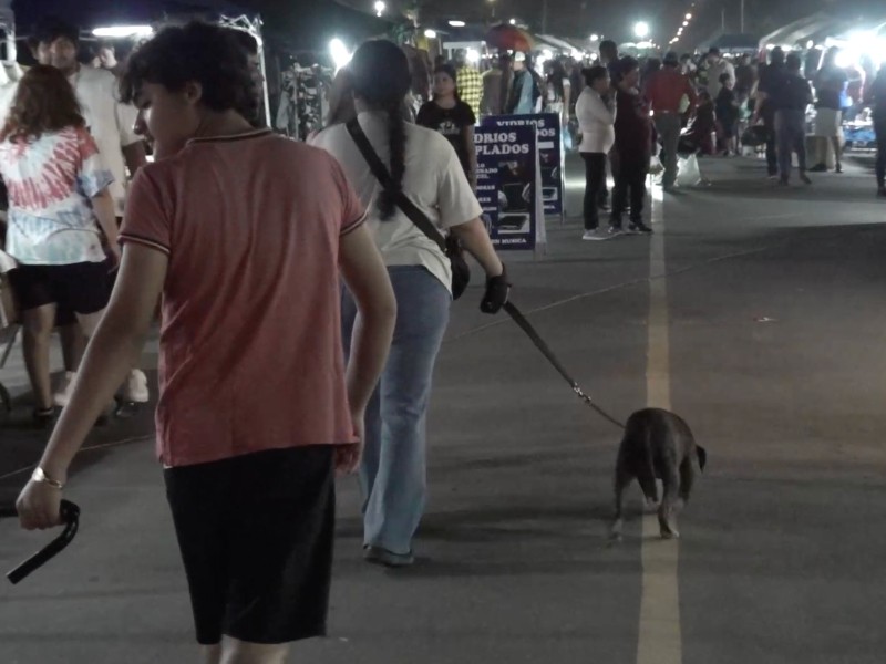 Piden mayor responsabilidad al pasear mascotas en espacios concurridos