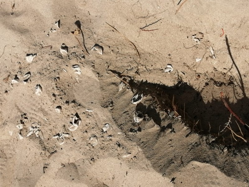 Piden mayor vigilancia en playa La Ropa, amanecen tortugas muertas