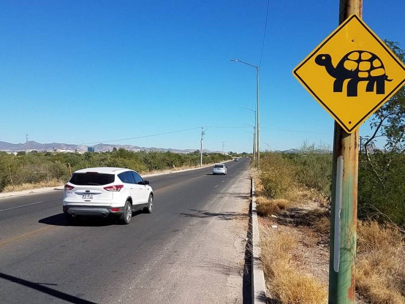 Piden moderar velocidad de automóviles por migración de reptiles