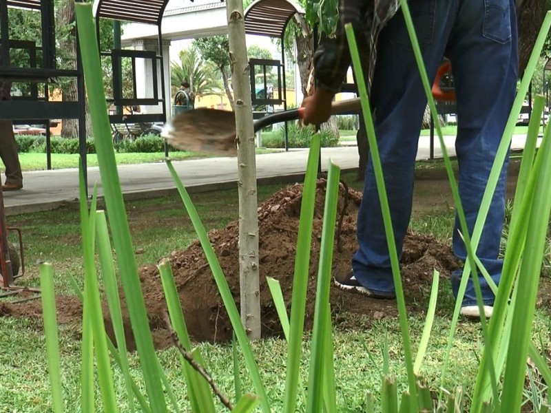 Piden no llevarse los arbolitos recién plantados