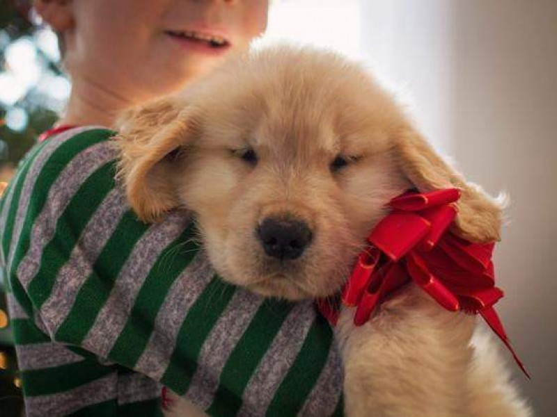 Piden no regalar mascotas en Día de Reyes