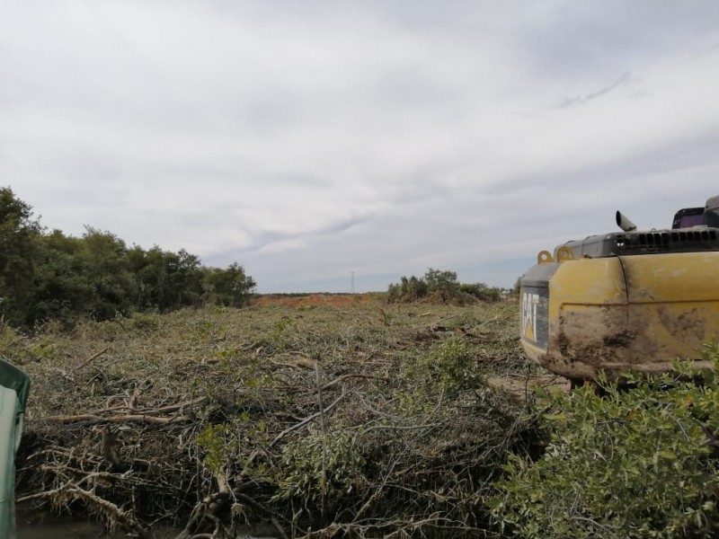 Piden pescadores freno a tala de mangle