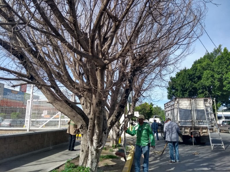 Piden poda de árboles secos en la Héroe de Nacozari