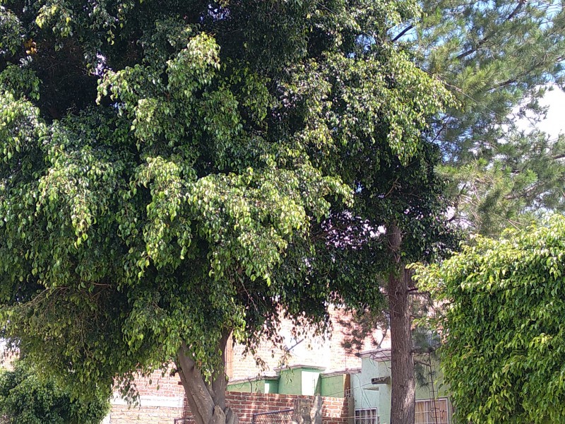 Piden podar o derribar árbol en Valle de San Nicolás.