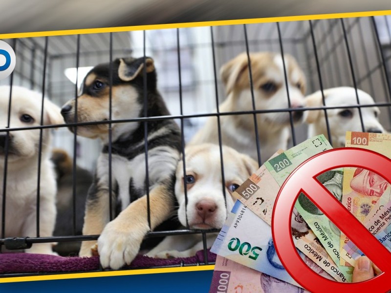 Piden prohibición de venta de animales de criaderos