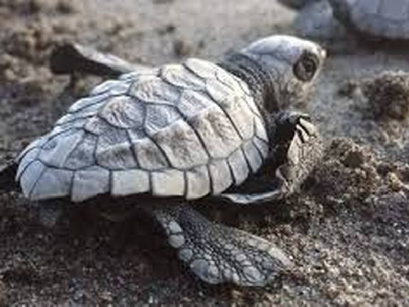 Piden protección a tortugas marinas durante anidación en Mazatán