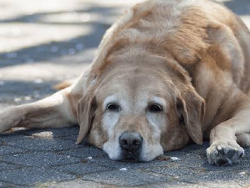 Piden proteger a perros y gatos ante ola de calor