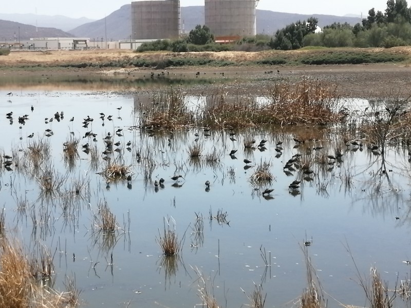 Piden que se respete la fauna del Ecoparque