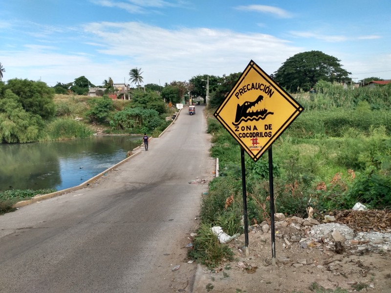 Piden que sean capturados los lagartos del río