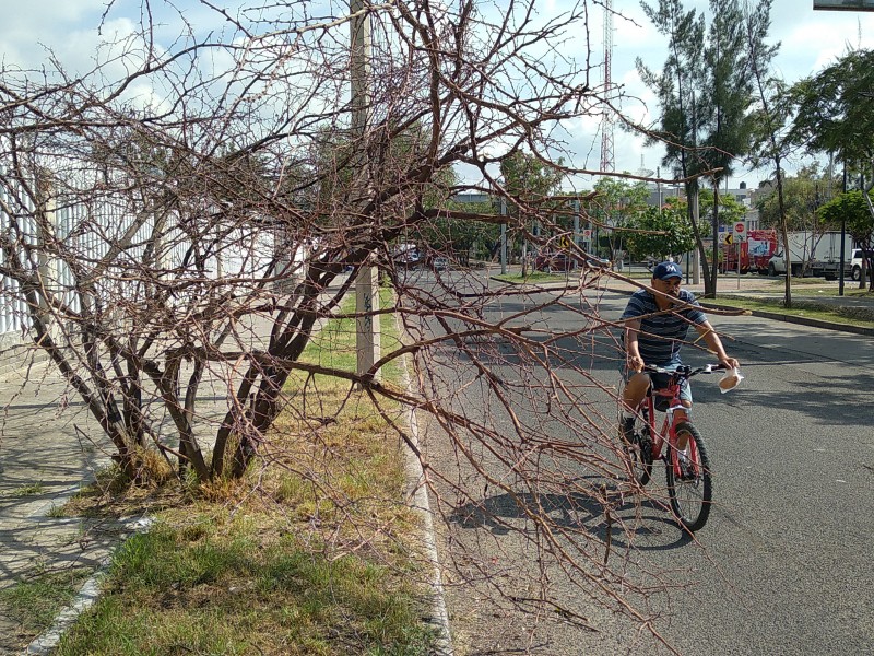 Piden quitar mezquite peligroso en Paseo de Jerez.