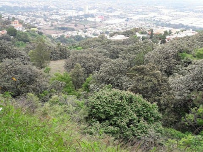 Piden reconsiderar subasta federal de terrenos en bosque La Primavera