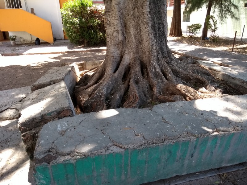 Piden remover árbol inseguro en la Azteca