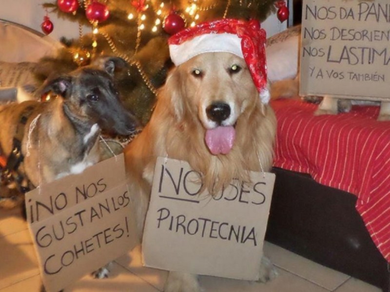 Piden reportar mascotas extraviadas por pirotecnia en Año Nuevo