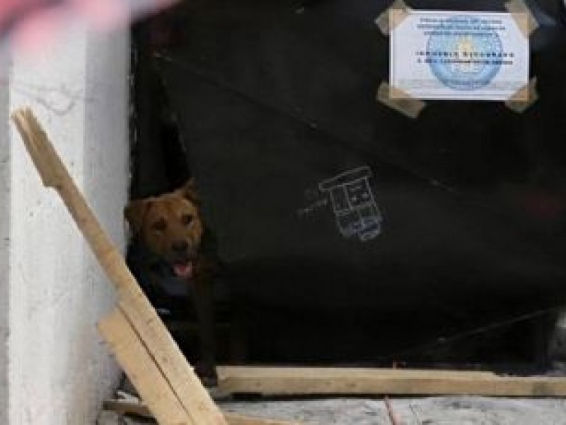 Piden rescatar segundo perro casa presunta feminicida Camila