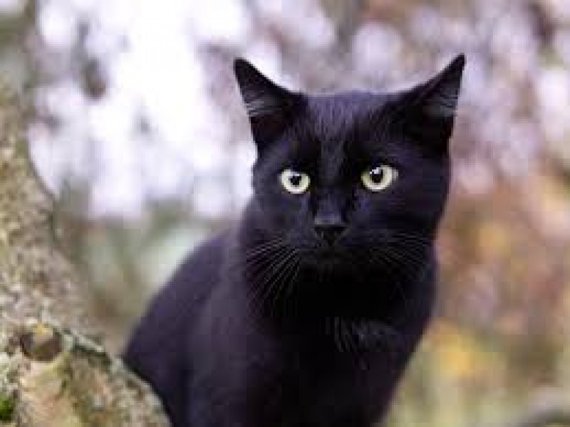 Piden rescatistas no regalar gatos negros, ni blancos durante Octubre