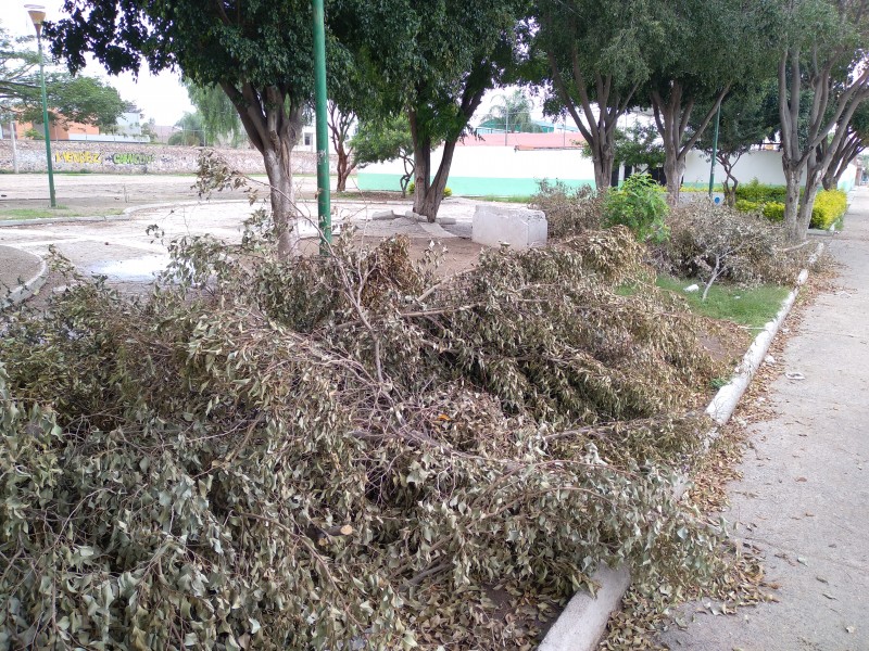 Piden retirar desechos de ramas en la San Francisco