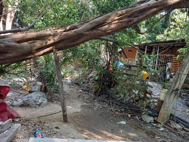 Piden retirar en el Calechoso árbol derribado por Rick