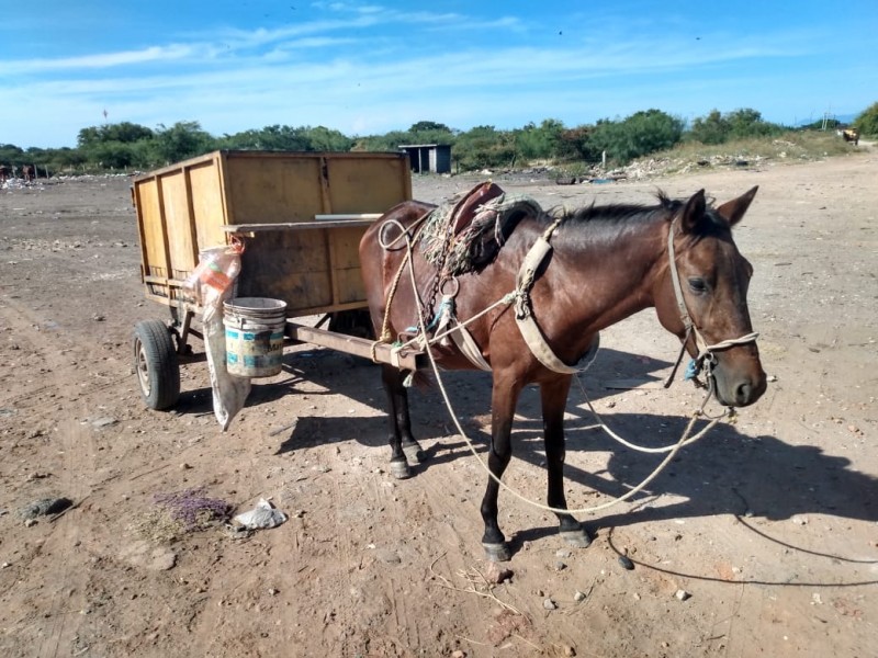 Piden retiro de caballos como animales de carga en Juchitán