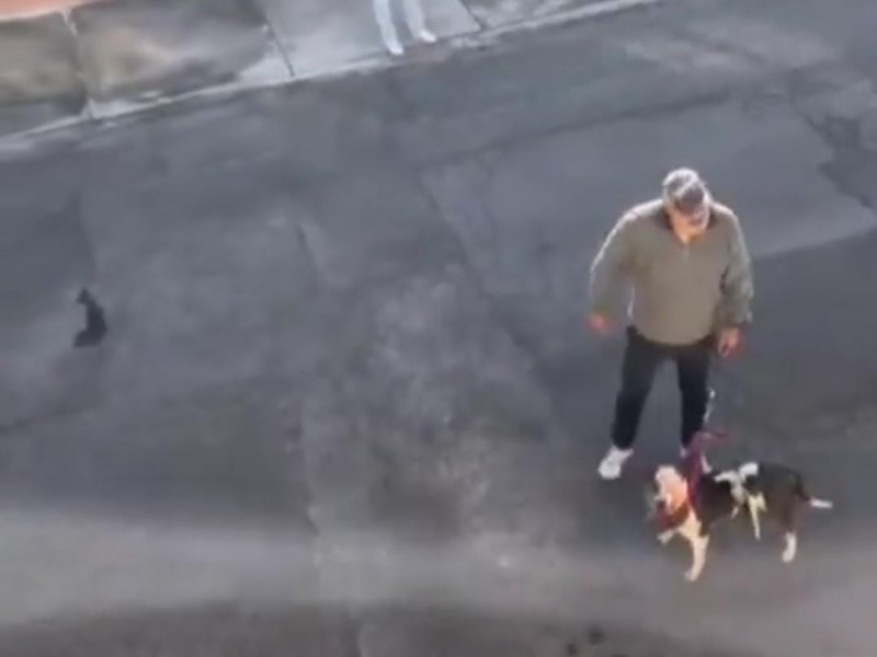 Piden sacrificar a perro pitbul que supuestamente atacó a otro