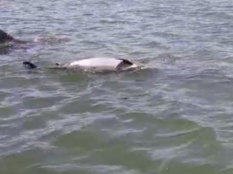 Piden salvaguardar especie ante aparición de delfines muertos en Topolobampo