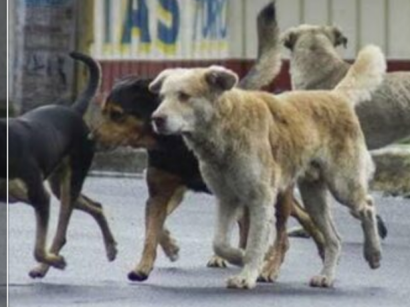 Piden sanciones más severas contra el maltrato animal