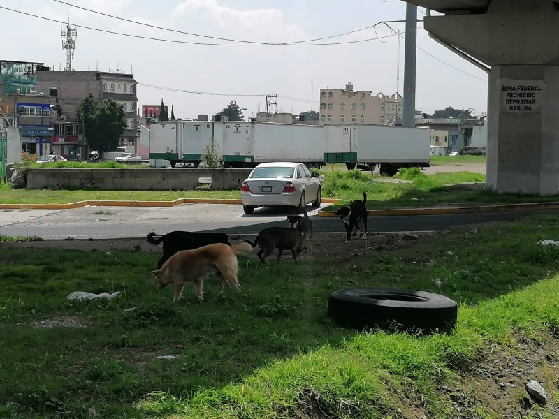 Piden se apliquen verdaderamente sanciones en pro de los animales