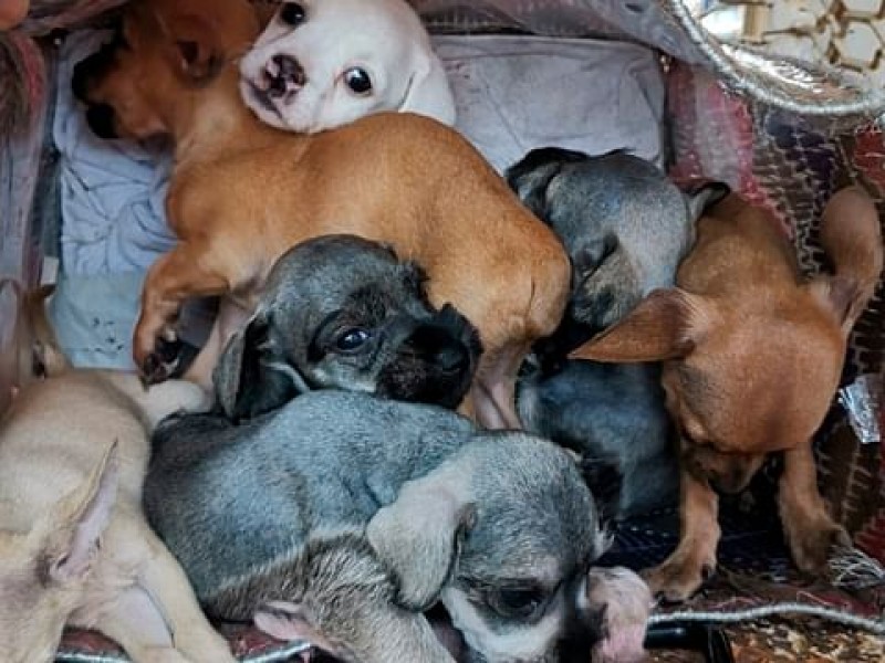 Piden sea atendida la venta de animales en Morelia