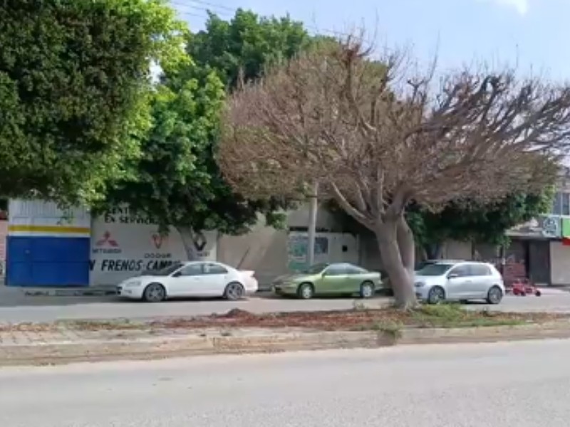 Piden tala de árbol enfermo en la Baja California