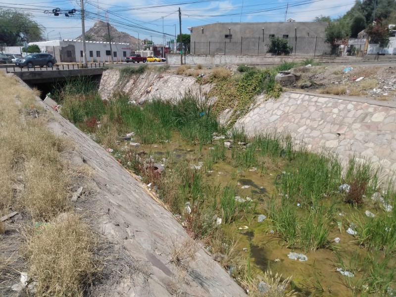 Piden vecinos de El Coloso limpieza de canal