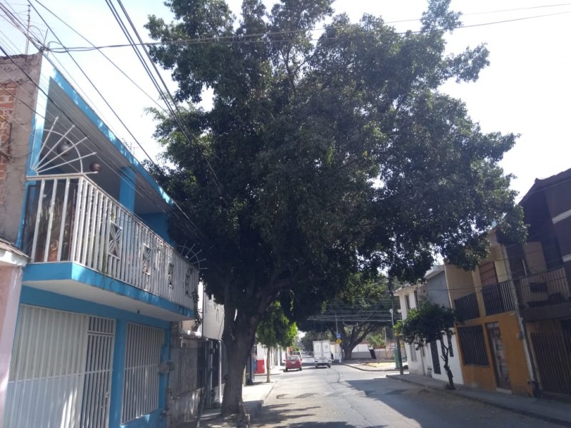 Piden vecinos de Jardines de San Pedro podar un árbol.