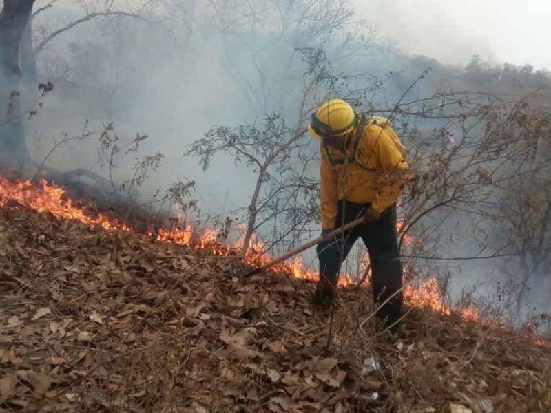 Pierde Chiapas 50mil hectáreas de superficie forestal