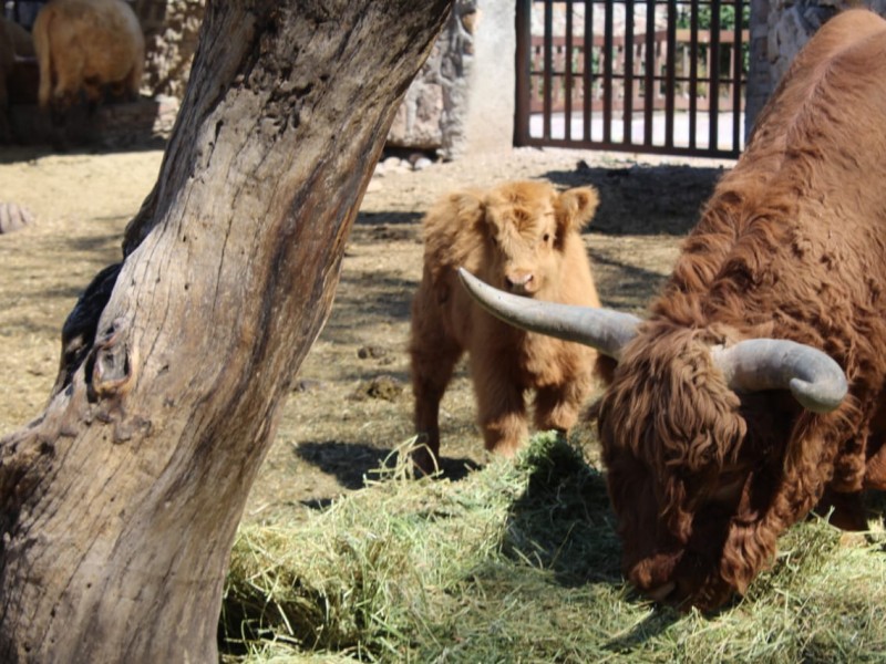 Pierde zoológico 18 millones de pesos en  Covid-19