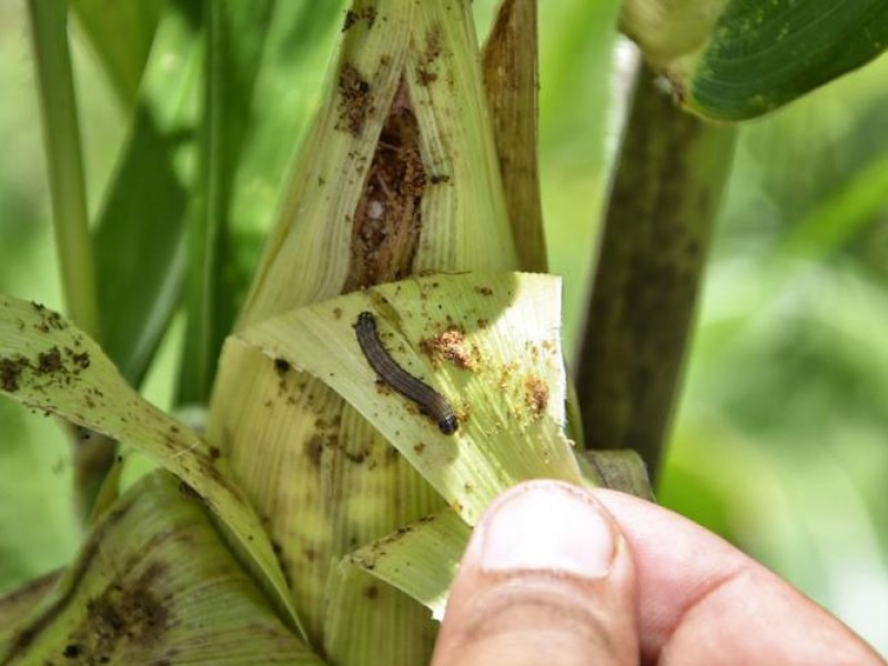 Pierden cosechas por falta de apoyos para el campo