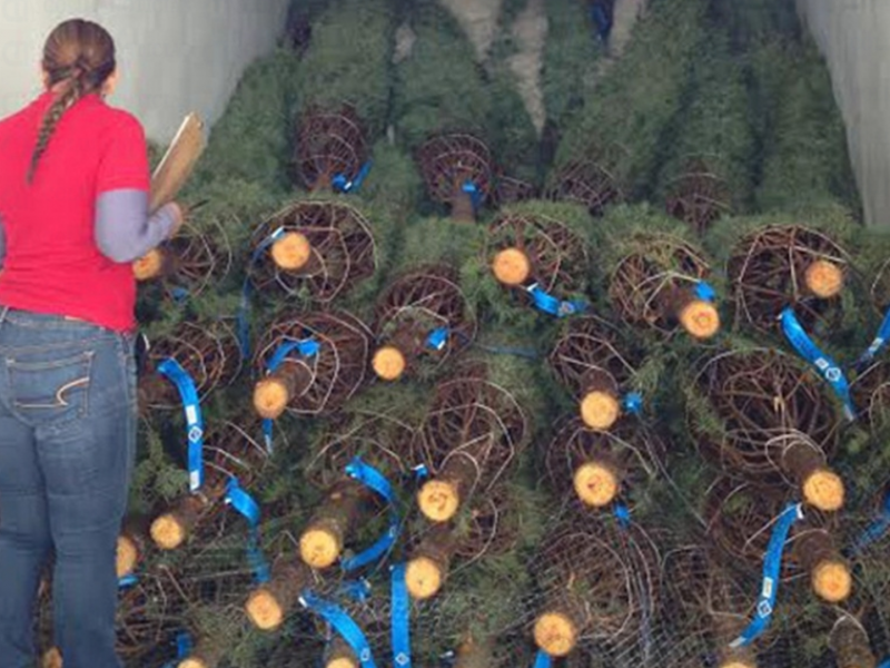 Pinos de navidad pueden tener plagas barrenadoras