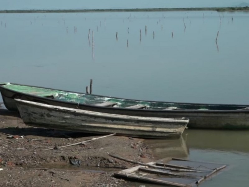 Pinta mal capturas de camarón en Huizache-Caimanero