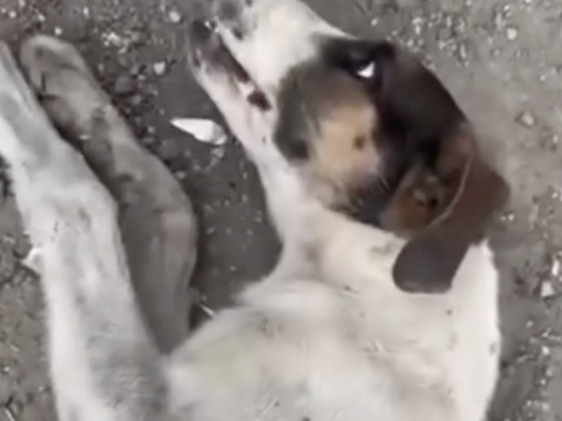 Pipa del ayuntamiento de Chimalhuacán atropella a perrito