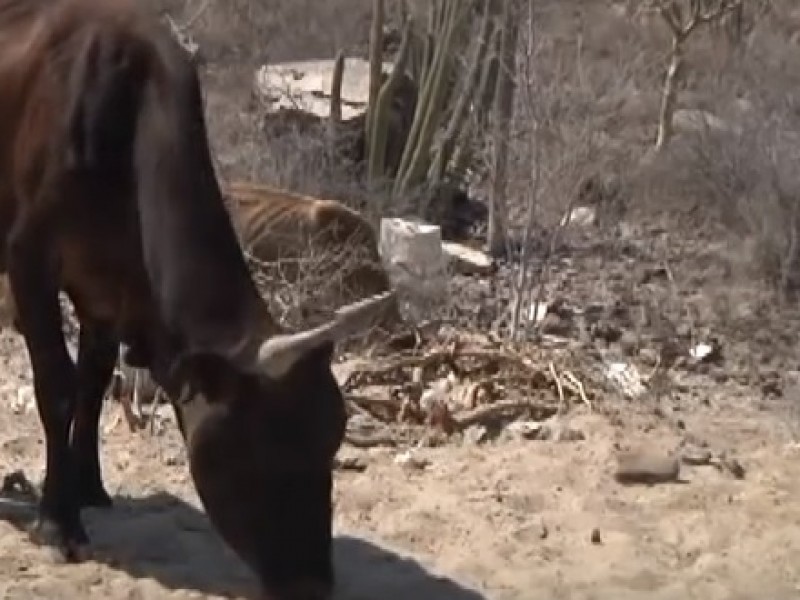 Pipas siguen suministrando agua en Choix