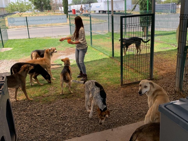 Pirelli tiene 23 perros en su Centro de Adopción