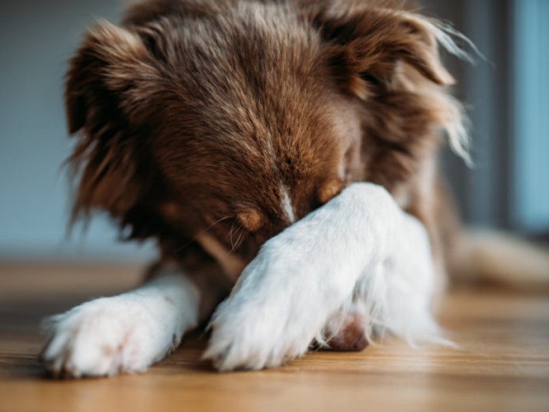 Pirotecnia afecta a mascotas y menores