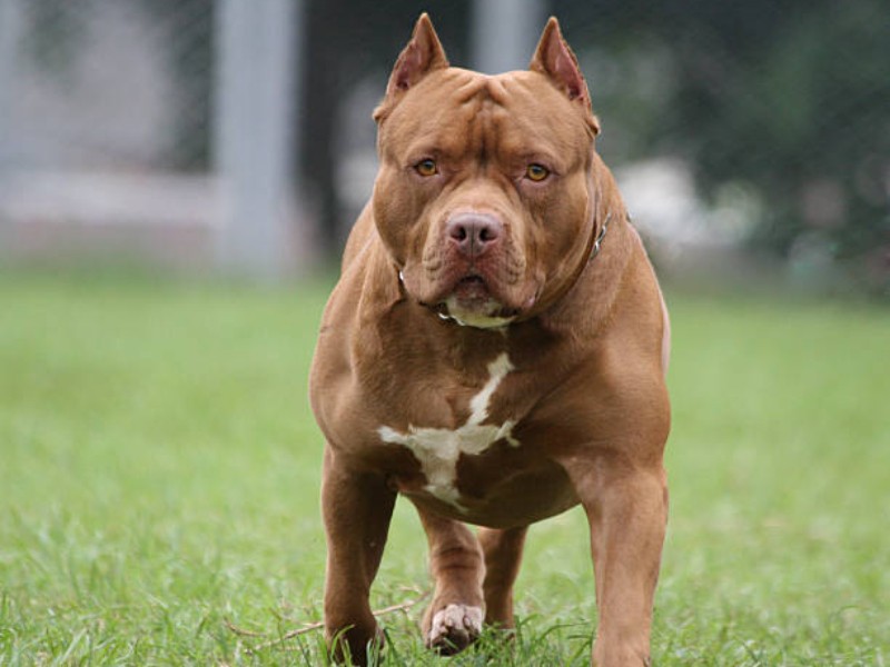 Pitbull suelto ataca a perro en calles de Atlixco