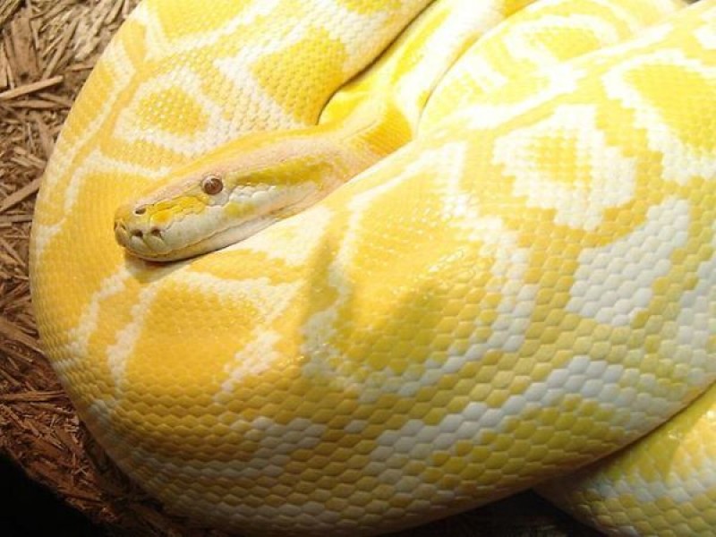 Pitón Reticulado, la serpiente más grande del mundo