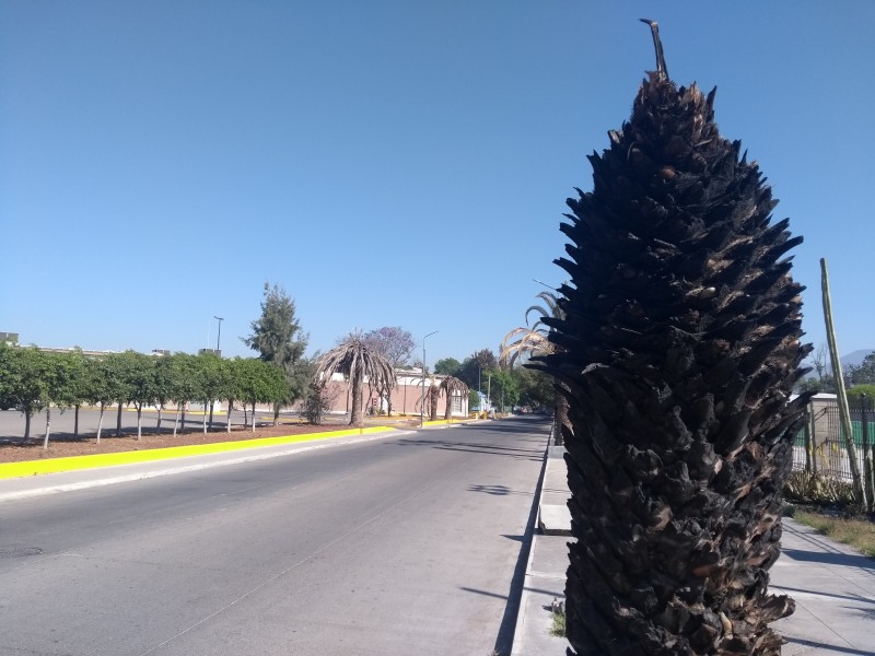 Plaga afecta a palmeras ubicadas en zona alta