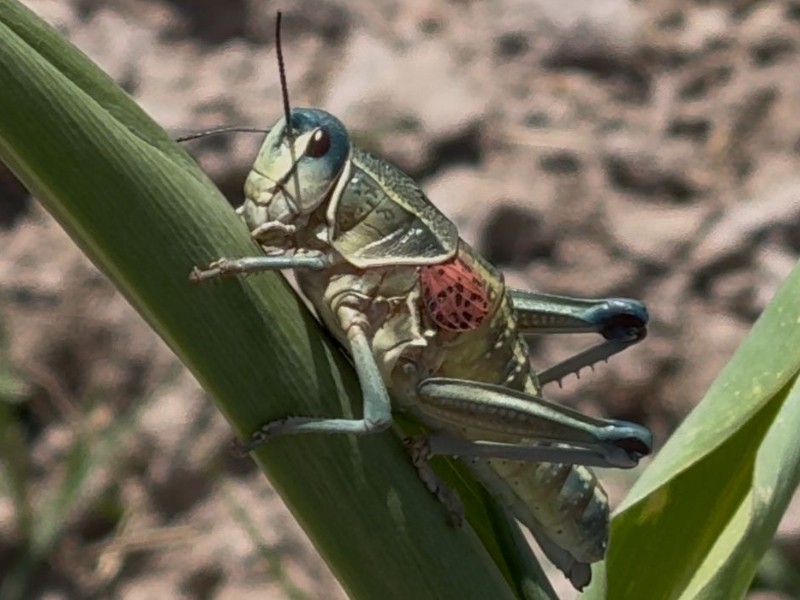 Plaga de chapulín pone en riesgo frijol duranguense