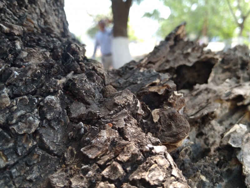 Plaga de descortezadores acaba con fresnos en Zamora