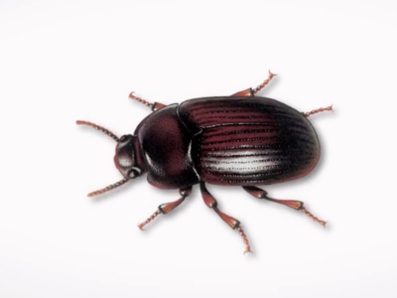 de escarabajo negro en negocios de Hermosillo | MEGANOTICIAS