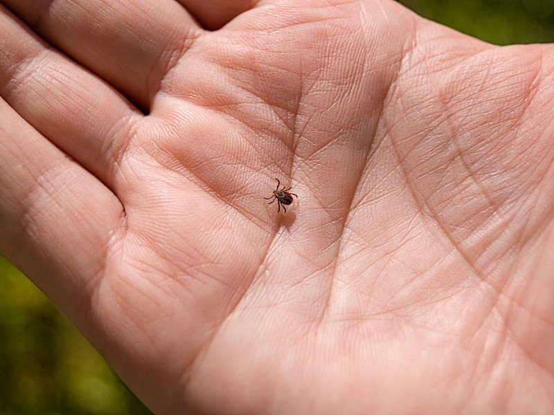 Plaga de garrapatas, ecología recibe hasta 3 reportes por semana
