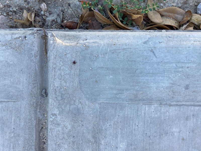 Plaga de garrapatas preocupa a familias en colonia Ruiz Cortines