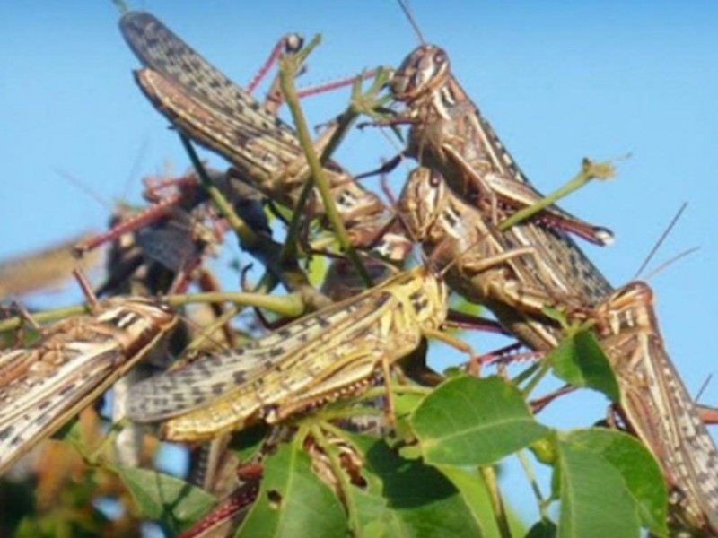 Plaga de langostas amenaza cultivos de Zentla