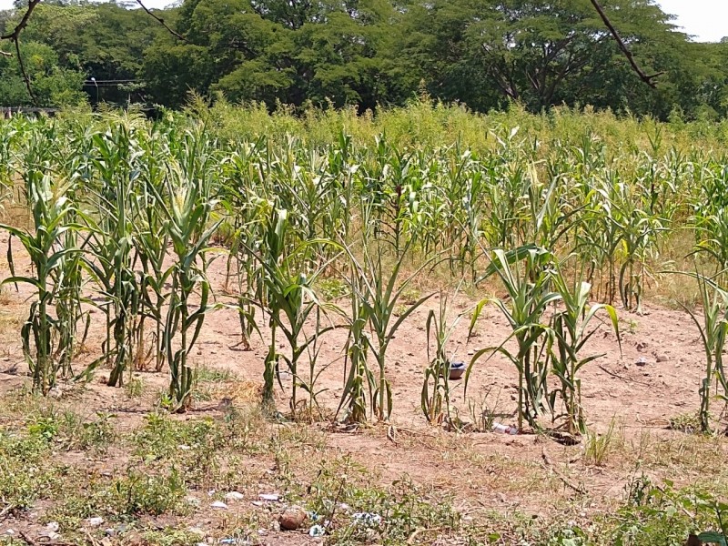 Plagas afectan maíz, coco y limón