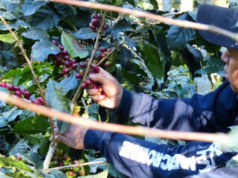 Plagas afectan producción de café veracruzano en Zongolica